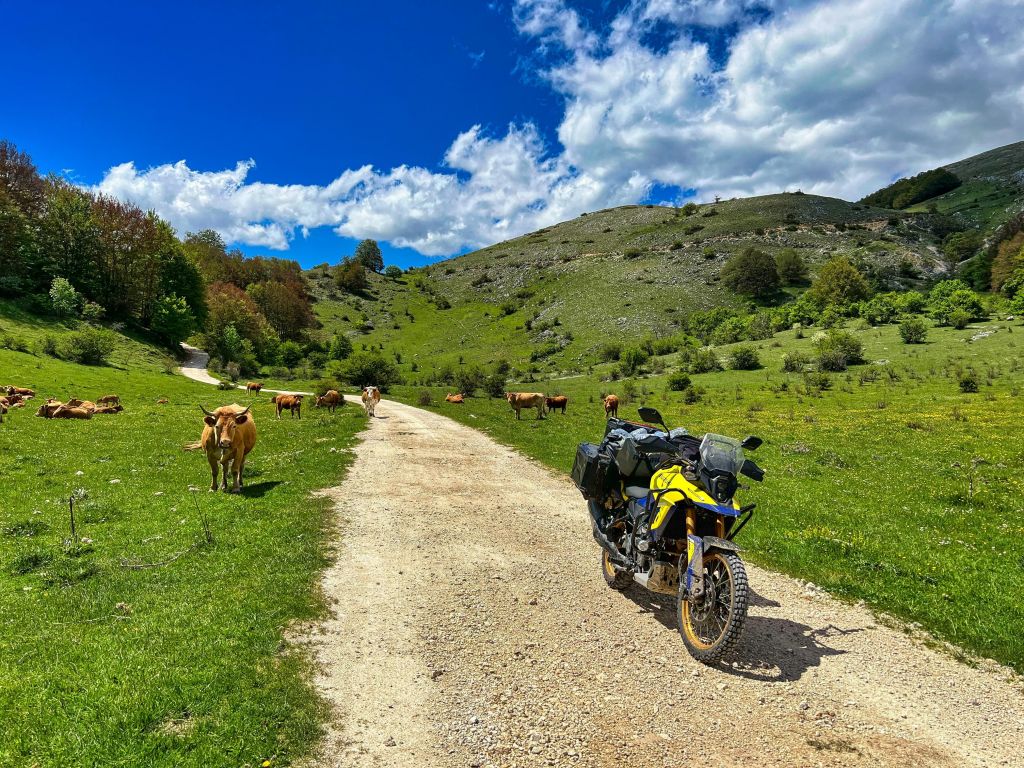 Gelb-Blaues Suzuki Motorrad mit Seitentaschen auf einem Weg über eine Wieso umgeben von Kühen, im Hintergrund blauer Himmel